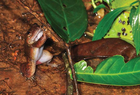 The Special, Spatial Lives Of Amphibians