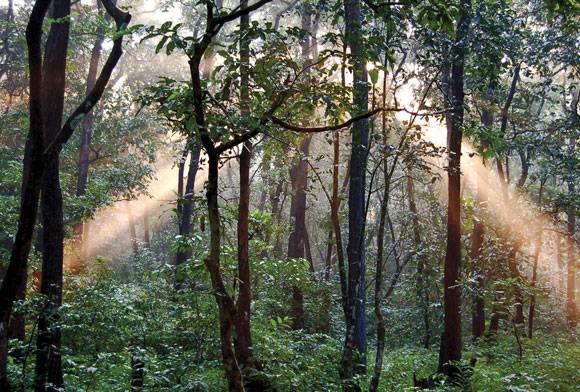 Bauxite Mining Threatens World Natural Heritage Sites in Maharashtra
