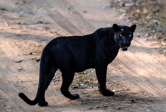 Book Review: Jangala The Mystical Jungles Of India