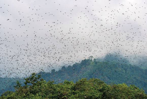 A Marvellous Migration
