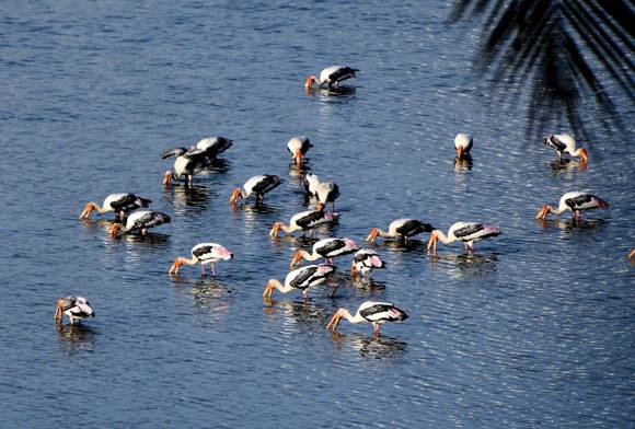 Juhu’s Winged Neighbours