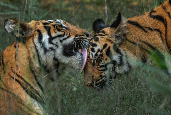 A Ferocious, Tender Mom