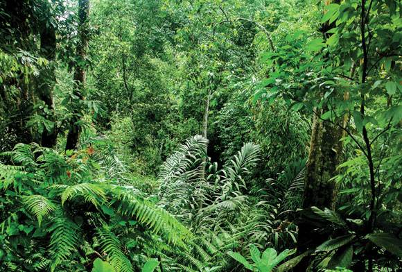 Will Dibang Valley Be Saved?