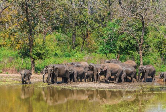 Rajaji - Elephant And Leopard In Tigerland