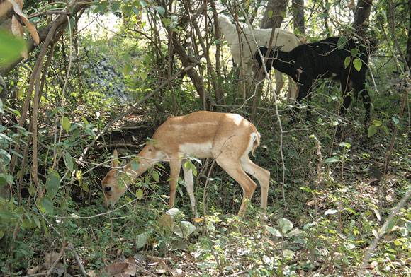 The Curious Case Of The Goatbuck