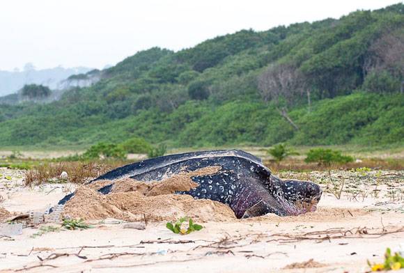 The Great Nicobar Misadventure