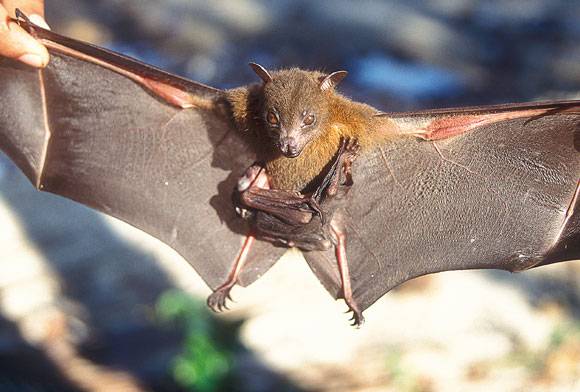 Exploring The Bats Of Nicobar