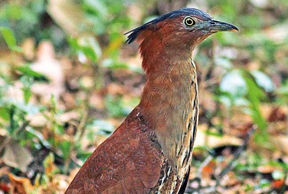 Book Review: A Photographic Guide To The Forest Birds Of Goa