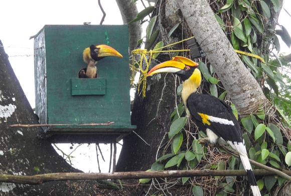 Healing Hornbill