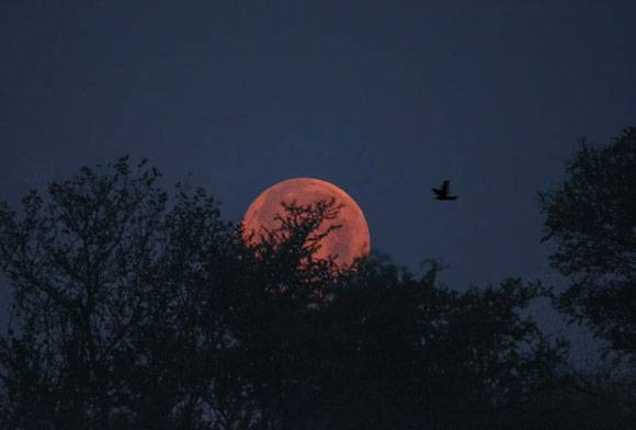 Wild Encounter May 2023