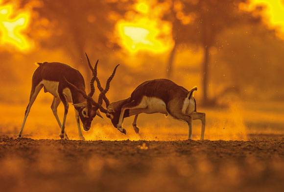 The Duel At Dusk
