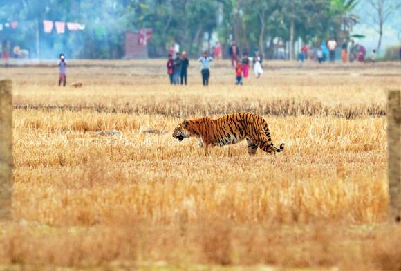 Tiger Conservation: The Road Ahead