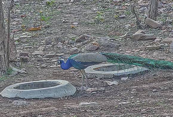 Life, Water And Conflict: A Bear Valley Camp Waterhole Story