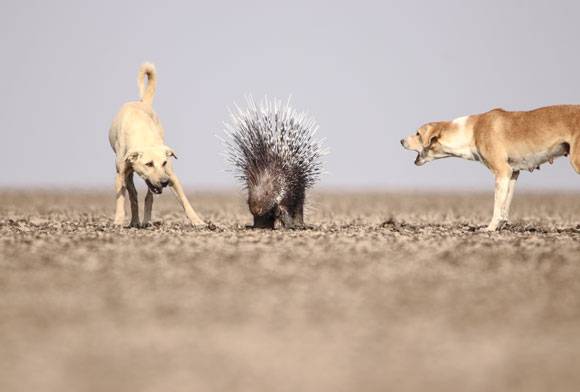 The Most Dangerous Animal In The World