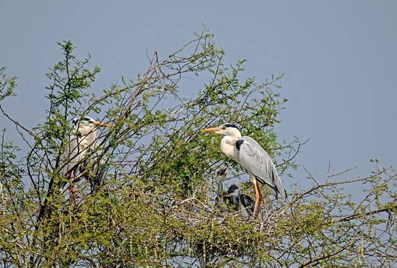 Bhigwan: The Story Of A Wetland