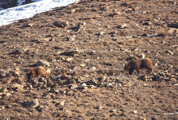I Finally Saw Brown Bears
