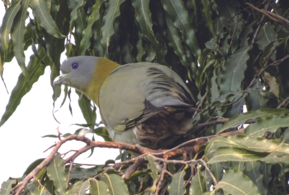 Loving Birds in the Midst of a Pandemic