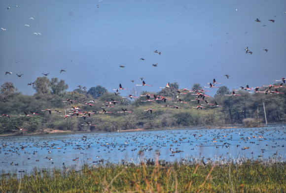 The Bird Villages of Udaipur: Menar, Krishna Kareri and Badwai
