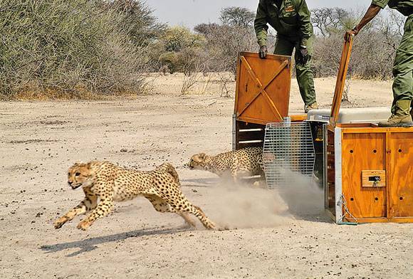 The Power Of Rewilding Is In Both Principle And Practice