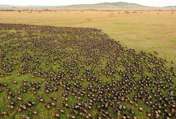 How Rewilding Works
