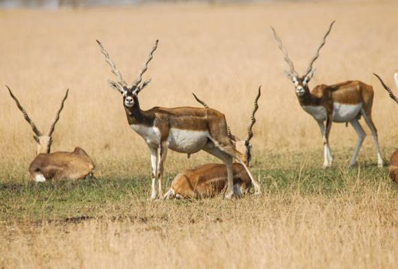 Meet Dr. Erach Bharucha