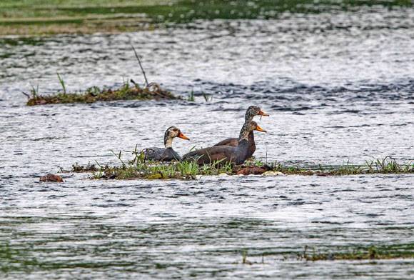 A Tryst With The White-Winged Wood Duck