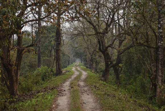 In Search Of The Clouded Leopard