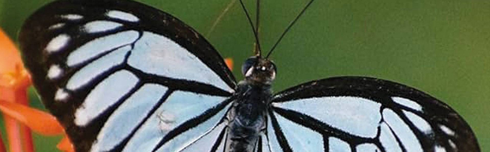 Book Review Butterflies Of Chennai A Comprehensive Field Guide