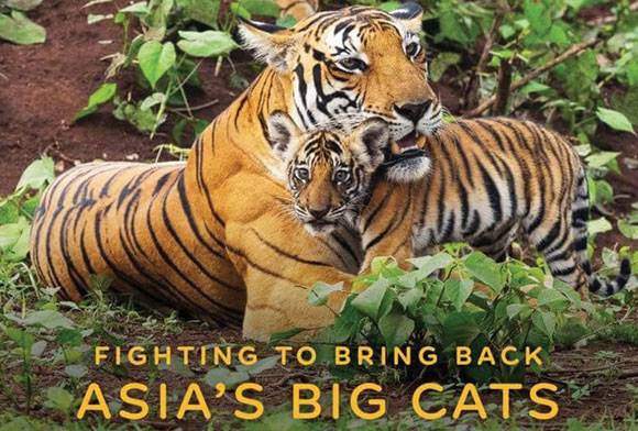 Book Review: Among Tigers: Fighting To Bring Back Asia’s Big Cats