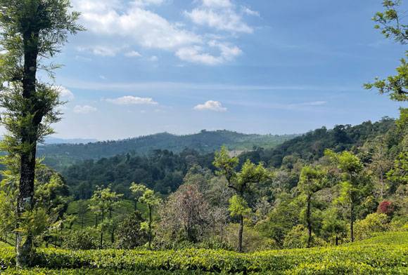 The Canid Cooperative