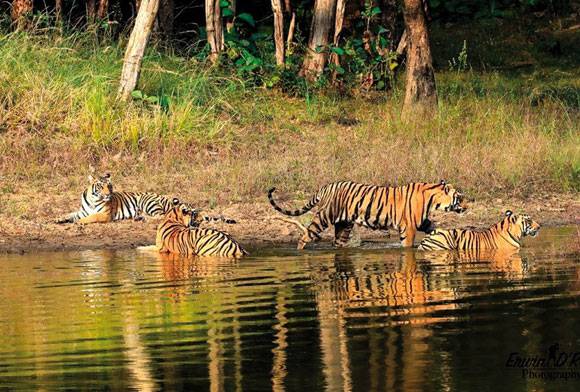 Around The Watering Hole