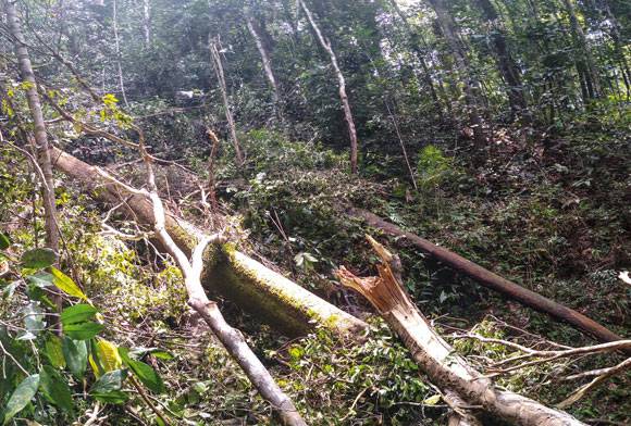 Why Are Mixed Dipterocarp Forests... Mixed?