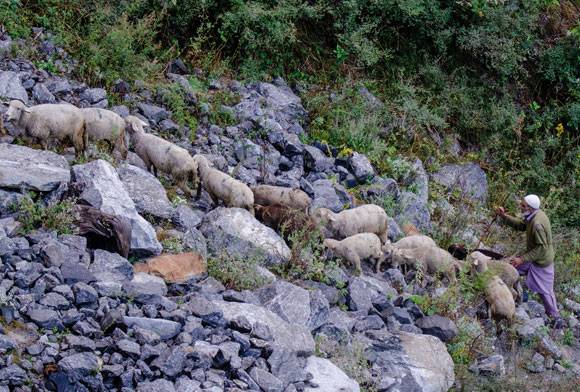 Living On The Edge In The Land Of Markhor
