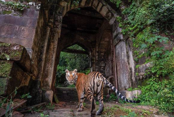 Book Review: Tiger Tiger Burning Bright: 50 Years Of Project Tiger