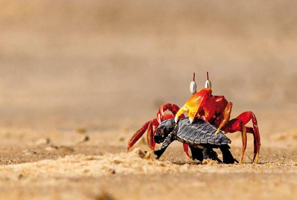 Creatures Great And Small