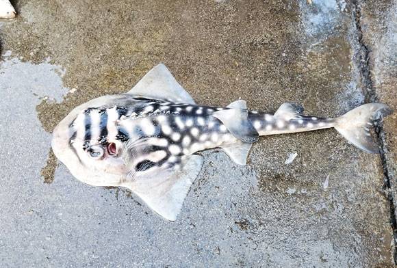 Eating Them To Extinction: Threatened Sharks And Stingrays On Our Plate