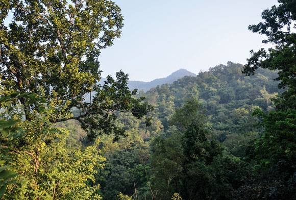 Valmiki Tiger Reserve: At The Junction Of Himalayan Fauna