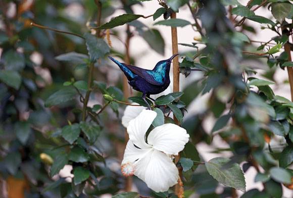 India's Love Affair: With The Great Backyard Bird Count