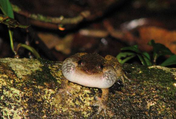 The Musical World of Frogs - Are We Listening?