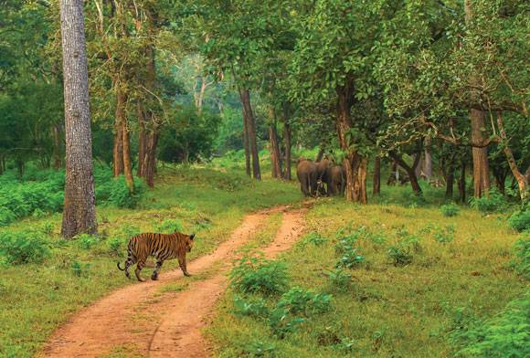 India's Environmental Future