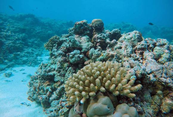 Lakshadweep’s Coral Homes