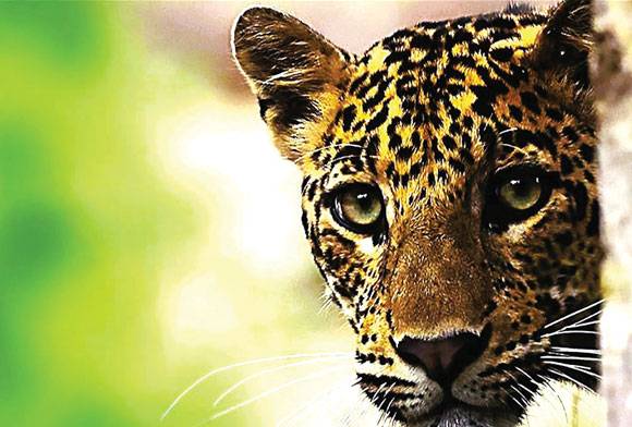 Book Review: Discover The Beautiful Mammals Of India