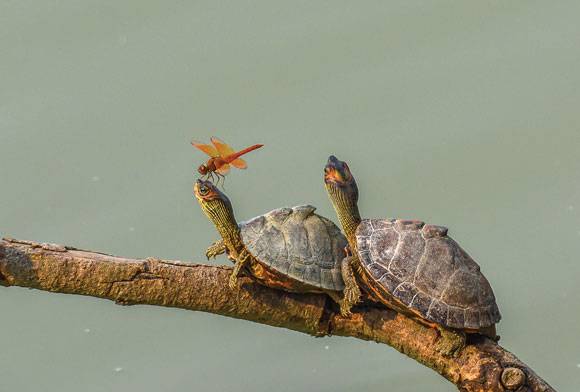 Incredible Insects