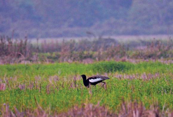 Beyond The Tigers Of Terai