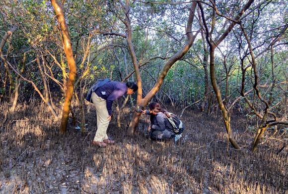 The Rise Of The Mangrove Jackals: The Future Of Urban Wildness