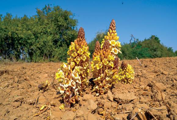 The Spectacle Of Survival: Dryland Plants In Bloom