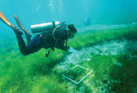 The Seagrasses Of The A&N Archipelago