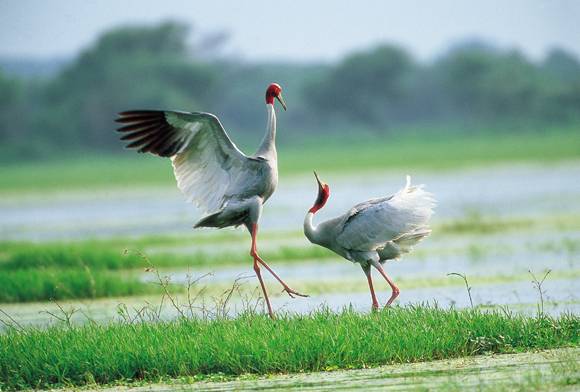 Call Of The Wild: A Retrospective