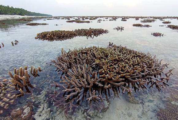 Intertidal Wonderlands