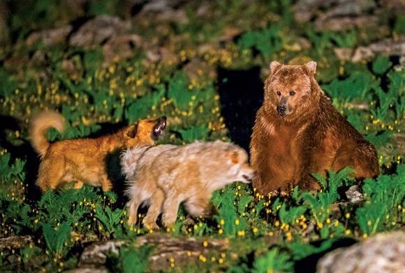 Between Boulders And Borders: The Brown Bears Of Kargil